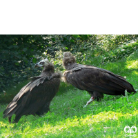 گونه کرکس سیاه Eurasian Black Vulture